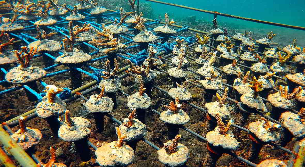 coral nursery save our ocean