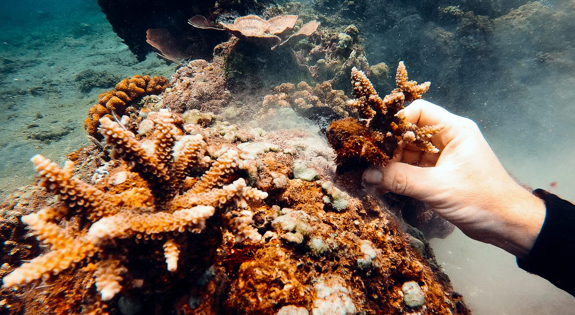 adopt a coral save the reef alongside and ocean gardener