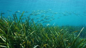 Posidonia helps clean up plastics in the Mediterranean Sea
