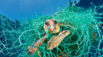 Ghost Nets, a bad dream for the inhabitants of the seas!