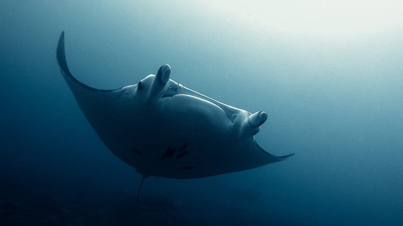 Mantaray ocean Alongside