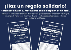 Certificate adopts a coral for original and solidary gift