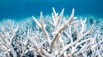 El efecto blanqueamiento en los corales, una amenaza para los arrecifes.