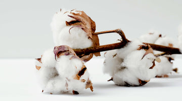 ¿Por qué deberías comprar ropa de algodón orgánico?