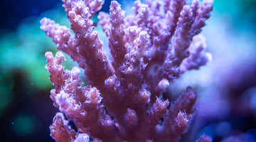 ¿Qué es un Coral?